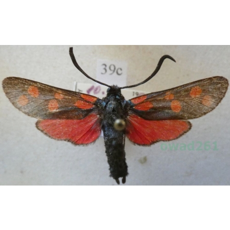 Zygaena ephialtes (Linnaeus, 1767) Kraśnik goryszowiec Czech39c